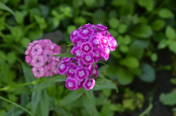 Turkish carnation of different colors and shades in the lush green leaves on a Sunny day.