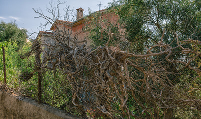 Dry vine tree in the fence in the south of France