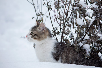 cat in snow