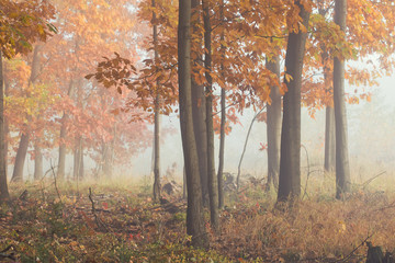 Autumn morning in the forest in the fog.