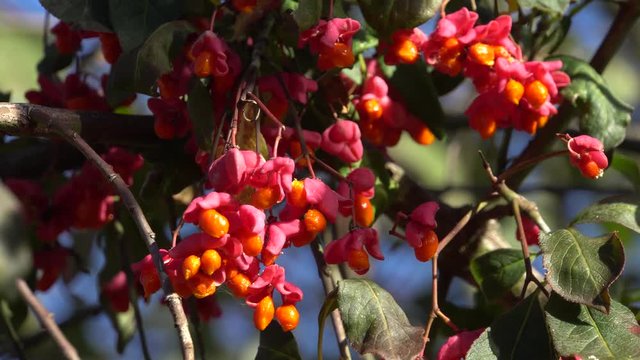 Gew&ouml;hnlicher Spindelstrauch (Euonymus europaeus) Pfaffenh&uuml;tchen, reife Fr&uuml;chte am Strauch