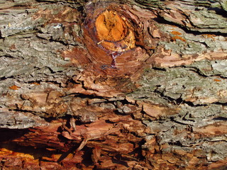 Knag in pine bark close-up, macro natural texture, rough tree bark