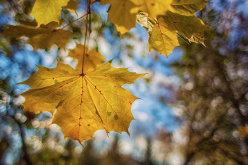 Maple leaf on the background of the Park and the sky