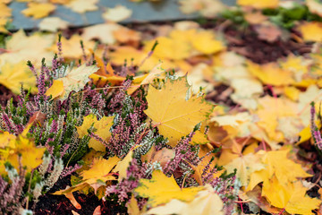 Bright colorful autumn foliage in lawn with blooming bright evergreen plant erica in sunny day. Natural picturesque background