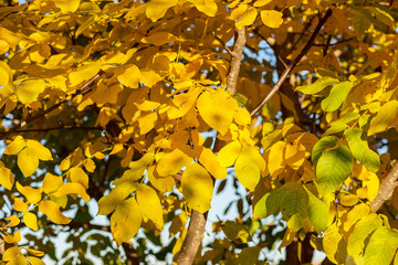 Tree with green and yellow leaves of a walnut in the fall on a sunny day.