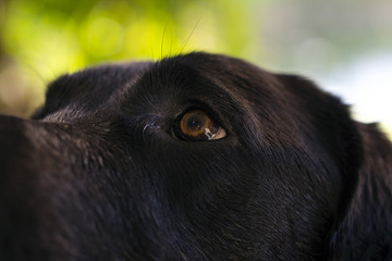 Hund Labrador, Nahaufnahme, Auge