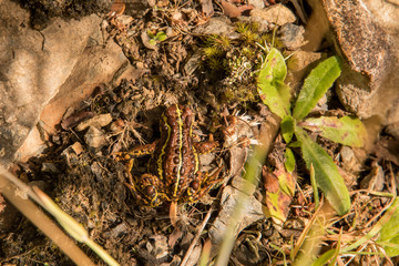 Beautiful brown and yellow frog on the Sendero Alta Vista near Villa O'Higgins