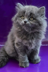 Fototapeta premium kitten cat scottish straight, lop-eared fluffy, animal