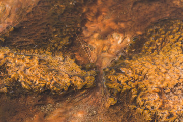 Yellowstone hot spring - close-up - turquoise water, yellow bacteria spots. Natural abstraction
