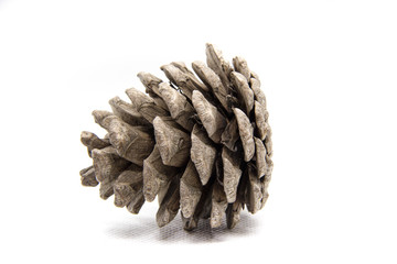 one pine cones