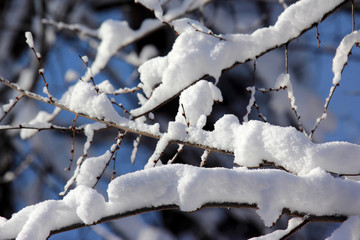 snow-covered tree branches in winter