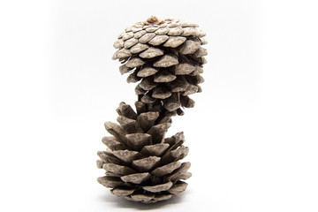 pine, cone, isolated, christmas, nature, tree, decoration, brown, white, fir, seed, pinecone, pine cone, winter, autumn, xmas, holiday, forest, season, object, coniferous, branch, macro, cones, plant