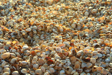 Shell beach on the sea. Close-up. Background. Texture.