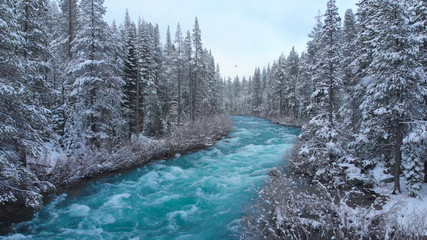 AERIAL: Whitewater rapids rush through the large coniferous forest on snowy day.