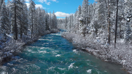 AERIAL: Whitewater rapids rush through the large coniferous forest on sunny day.