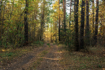 Obraz premium Beautiful autumn landscape. Road through the autumn mixed forest.