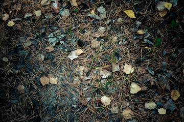Autumn Background. fallen cones, needles and leaves in the forest.