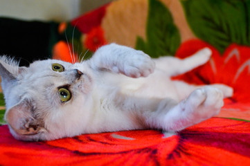 Obraz na płótnie Canvas kitten cat Scottish Straight, loose fluffy, animal