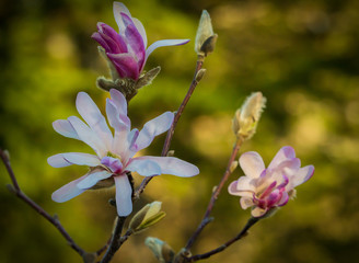 Obraz premium Magnolia