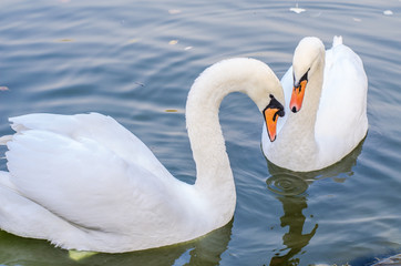 Two white swans swims in a pond together. Closeup