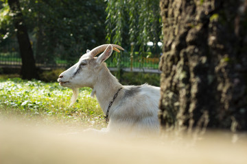park outdoor farm animal goat portrait behind tree in fresh warm summer morning weather
