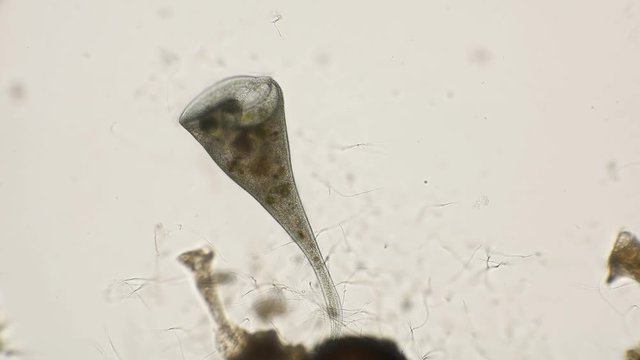 Ciliate Stentor stretched out and works with its cilia to catch food under the microscope