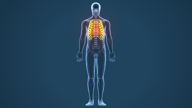 3d Illustration Of Human Body Ribs Cage Anatomy
