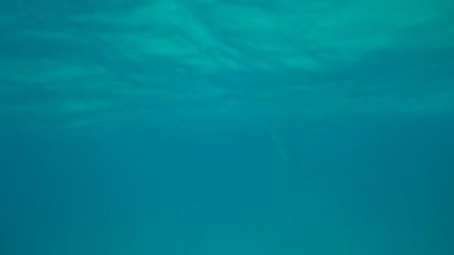 Above and below footage of a spinner dolpin jumping in shallow, sandy water in Kailua Kona, Hawaii.