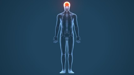 3D illustration of skull anatomy - part of human skeleton medical concept.
