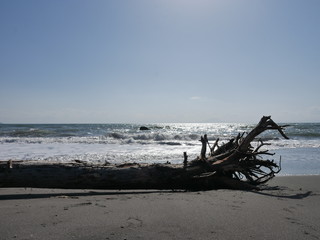 Fototapeta na wymiar driftwood