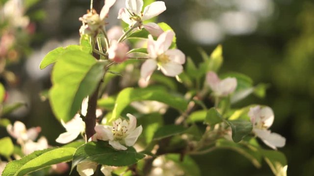 focus up on  blossoming petals of an apple tree