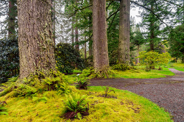 Redwood avenue at the entrance to Benmore Botanic Garden, Scotland