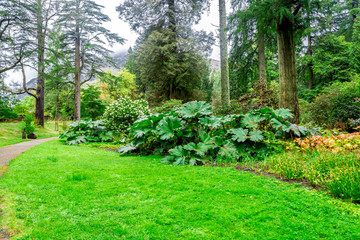 Gunnera Manicata leaves at one of walking paths in Benmore Botanic Garden, Scotland