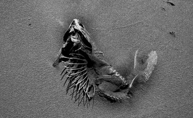 Dead fish - climate change