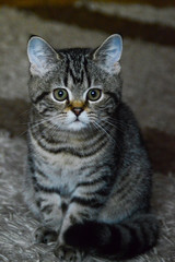 Fototapeta na wymiar kitten cat scottish straight, lop-eared fluffy, animal tree
