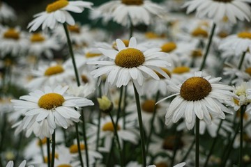 beautiful daisy