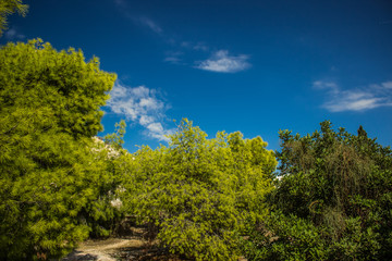 nature scenery forest landscape in south Mediterranean district and summer hot weather time, bright juicy green trees 