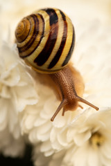 snail on white flowers 