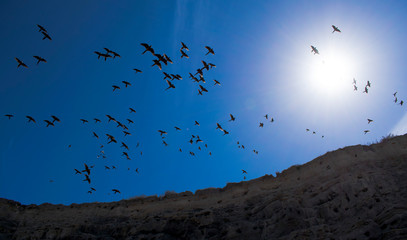 Free birds flying