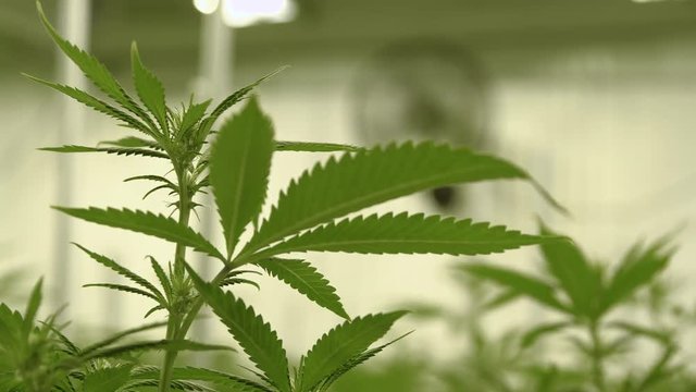 Baby Marijuana Plant Growing at Indoor Farm Background