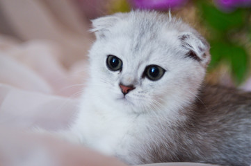 kitten cat scottish straight, lop-eared fluffy, animal tree