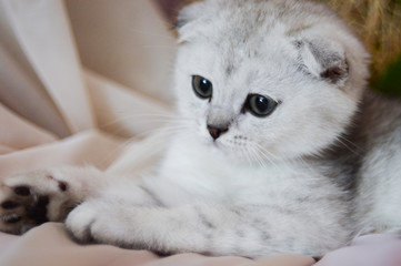 kitten cat scottish straight, lop-eared fluffy, animal tree