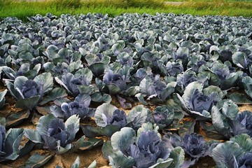 Large vegetable field with red cabbage 