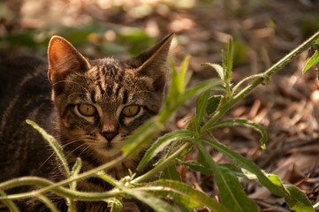 Obraz premium kitten in the garden among the plants