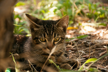 kitten in the garden among the plants