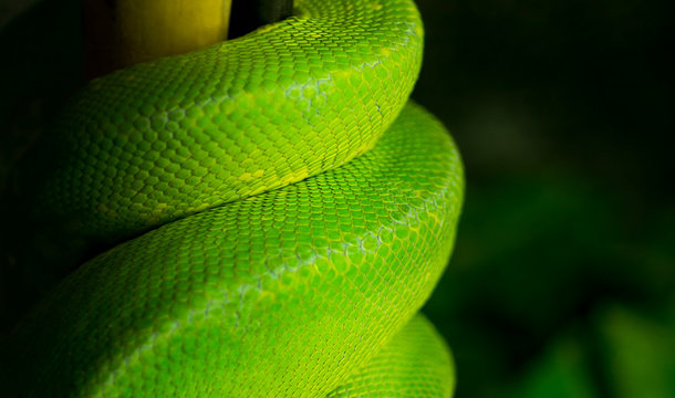 Snake