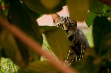 kitten looks into the crack in the foliage of the tree