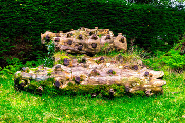 Scenic logs with multiple flat sawed off branches laying down on green grass in Benmore Botanic Garden, Scotland - obrazy, fototapety, plakaty