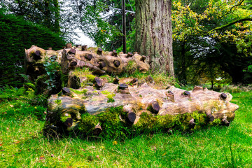 Scenic timber pieces with sawed off branches in Benmore Botanic Garden, Scotland - obrazy, fototapety, plakaty