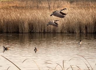 Canada Geese fly over